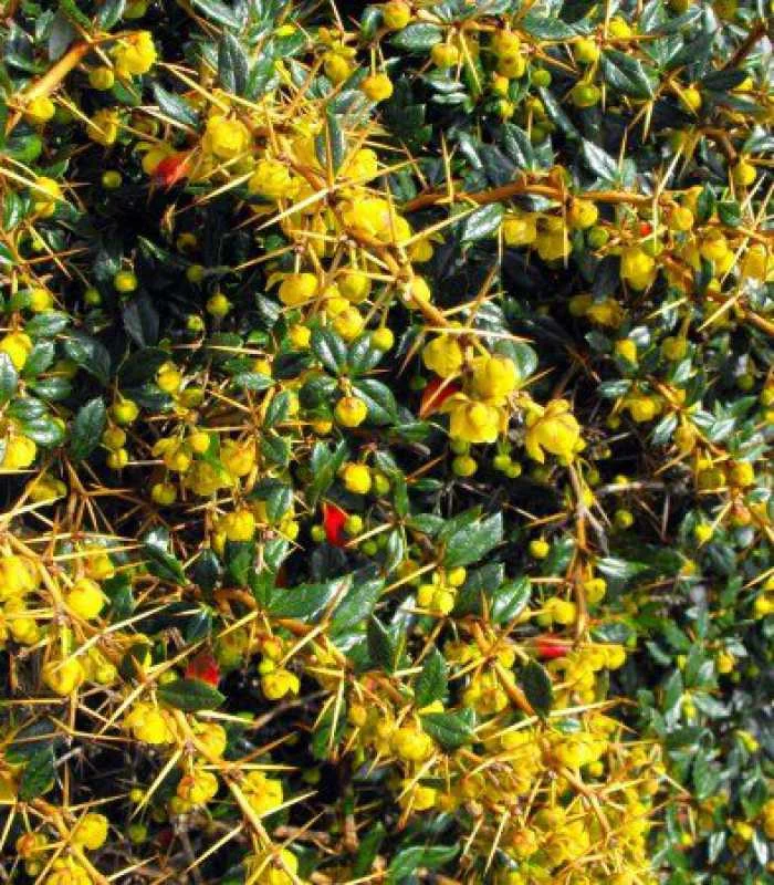 Барбарис (берберис) бородавчатый Барбарис (берберис) бородавчатый