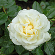 Роза флорибунда La Paloma