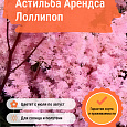 Астильба Арендса Лоллипоп