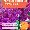 Астильба китайская Пурпуркерцэ